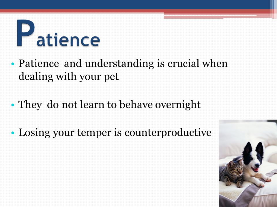 Patience and understanding is crucial when dealing with your pet They do not learn to behave overnight Losing your temper is counterproductive