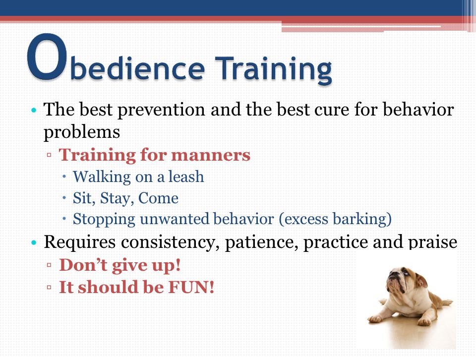 The best prevention and the best cure for behavior problems ▫Training for manners  Walking on a leash  Sit, Stay, Come  Stopping unwanted behavior (excess barking) Requires consistency, patience, practice and praise ▫Don’t give up.