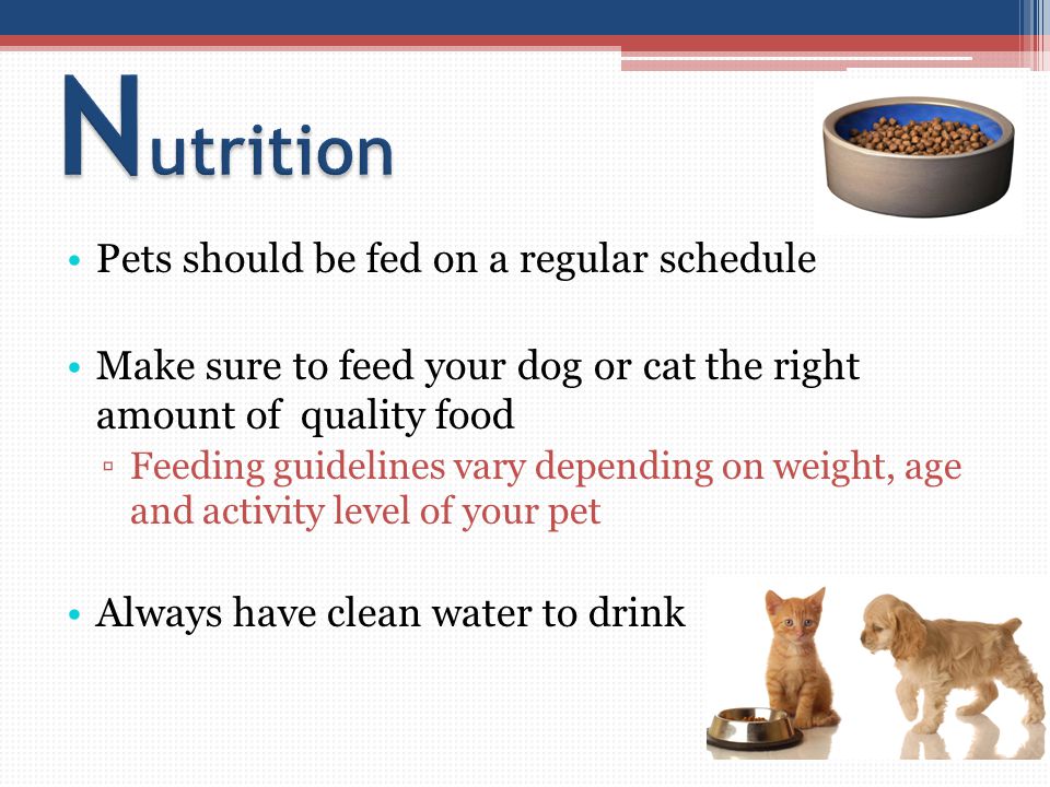 Pets should be fed on a regular schedule Make sure to feed your dog or cat the right amount of quality food ▫Feeding guidelines vary depending on weight, age and activity level of your pet Always have clean water to drink