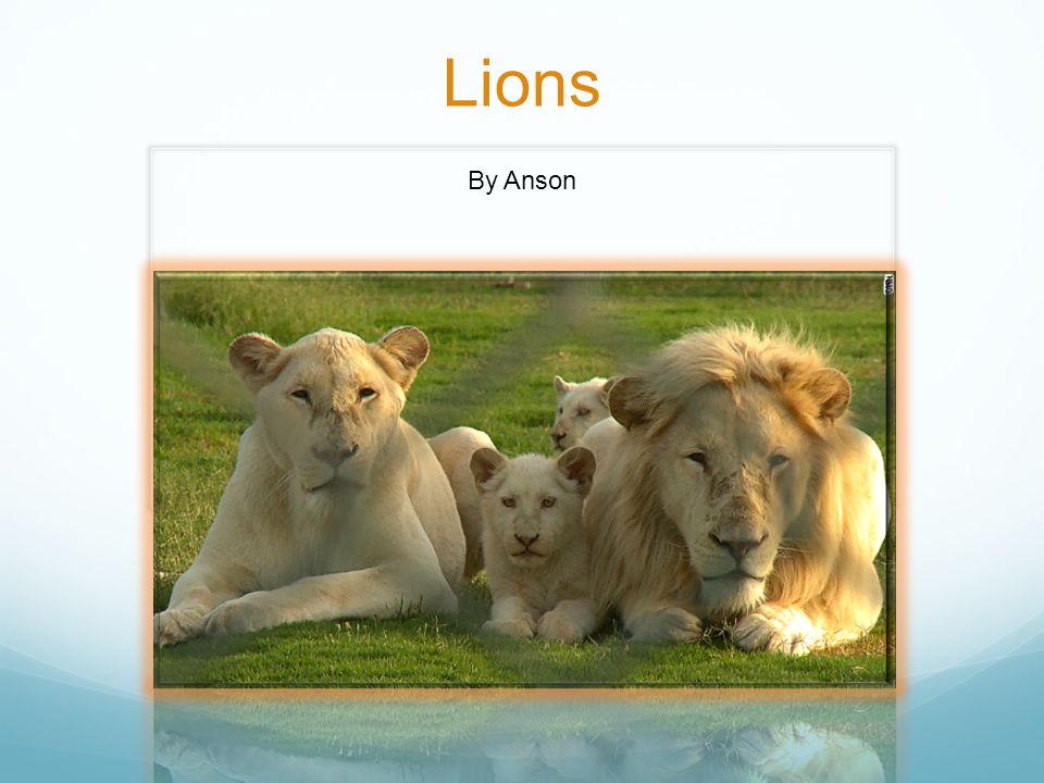 Lions By Anson