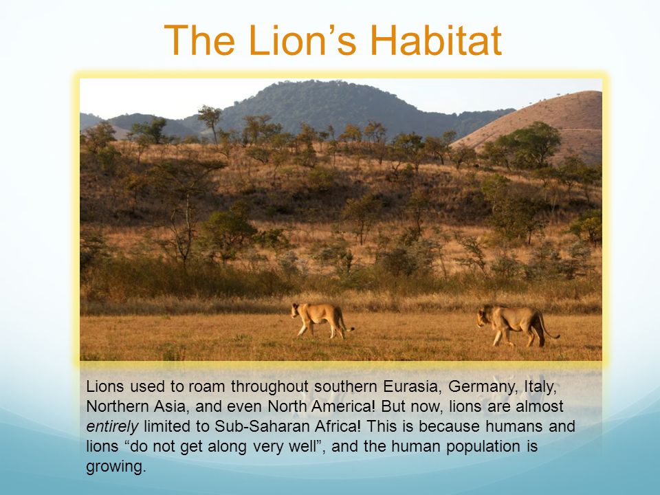 The Lion’s Habitat Lions used to roam throughout southern Eurasia, Germany, Italy, Northern Asia, and even North America.