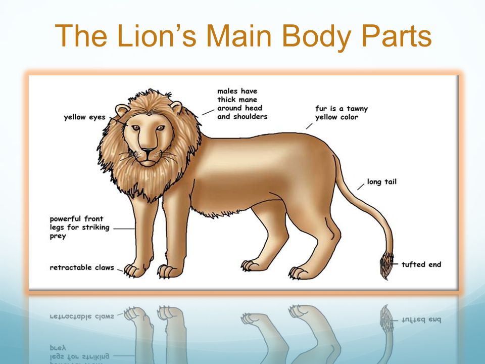The Lion’s Main Body Parts