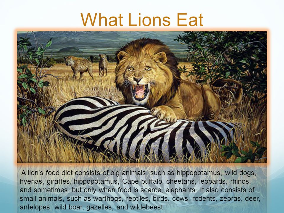 What Lions Eat A lion’s food diet consists of big animals, such as hippopotamus, wild dogs, hyenas, giraffes, hippopotamus, Cape buffalo, cheetahs, leopards, rhinos, and sometimes, but only when food is scarce, elephants.