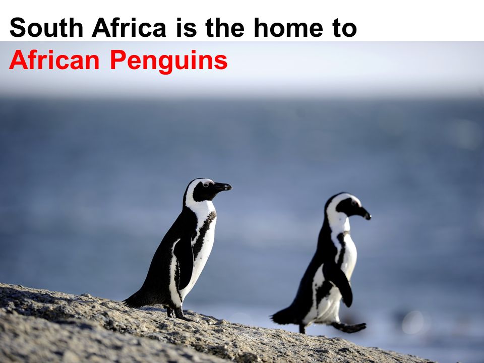 Some Interesting Facts  It takes about a 23-hour flight (direct, one-stop) from Seattle to get to South Africa  One South African Rand is about about 85 US cents