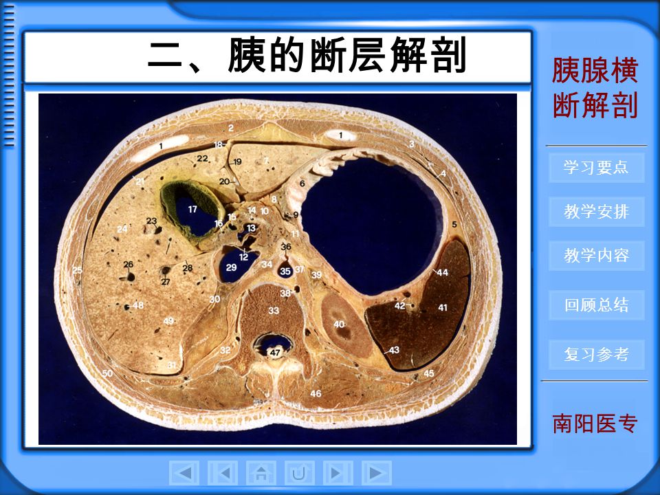 教学内容 回顾总结 复习参考 胰腺横 断解剖 制作:刘荣志 胰断层解剖