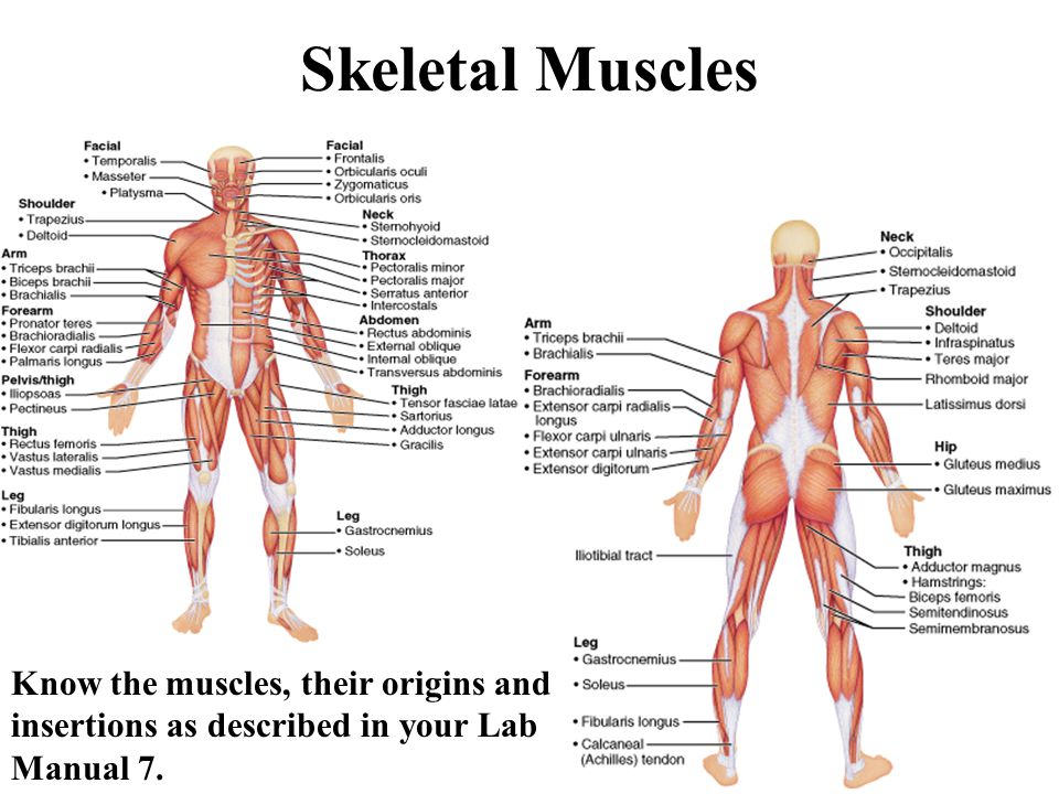 skeletal muscles diagram skeletal muscles diagram, Muscles