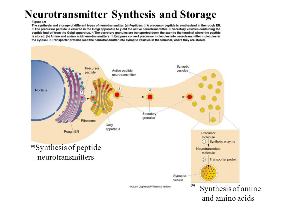 neuroscience neurotransmitters small molecule and neuroactive Neurotransmitter essays & research papers (small molecule and neuroactive) neuroscience: neurotransmitters (small molecule and neuroactive). neuroscience neurotransmitters small molecule and neuroactive Neurotransmitter essays & research papers (small molecule and neuroactive) neuroscience: neurotransmitters (small molecule and neuroactive).