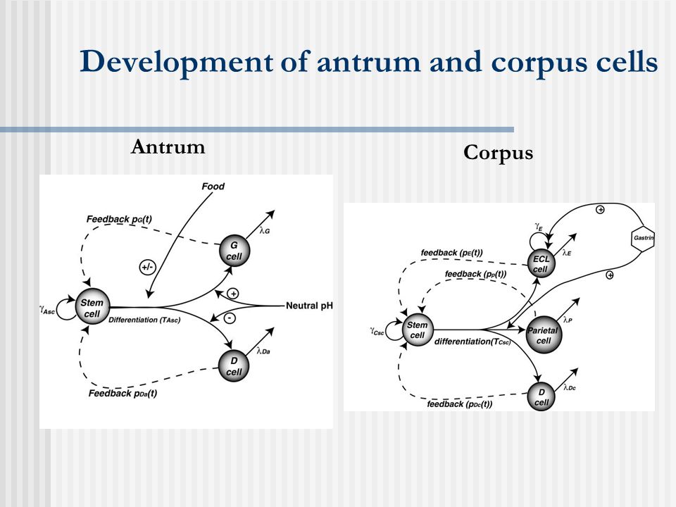 Development of antrum and corpus cells Antrum Corpus