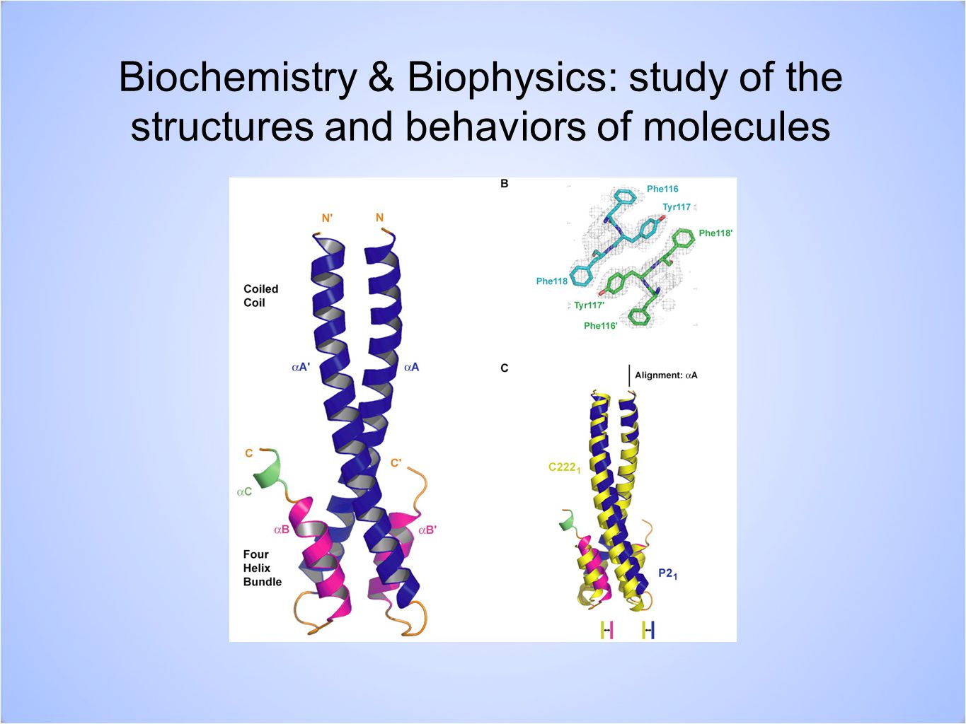 Biochemistry & Biophysics: study of the structures and behaviors of molecules