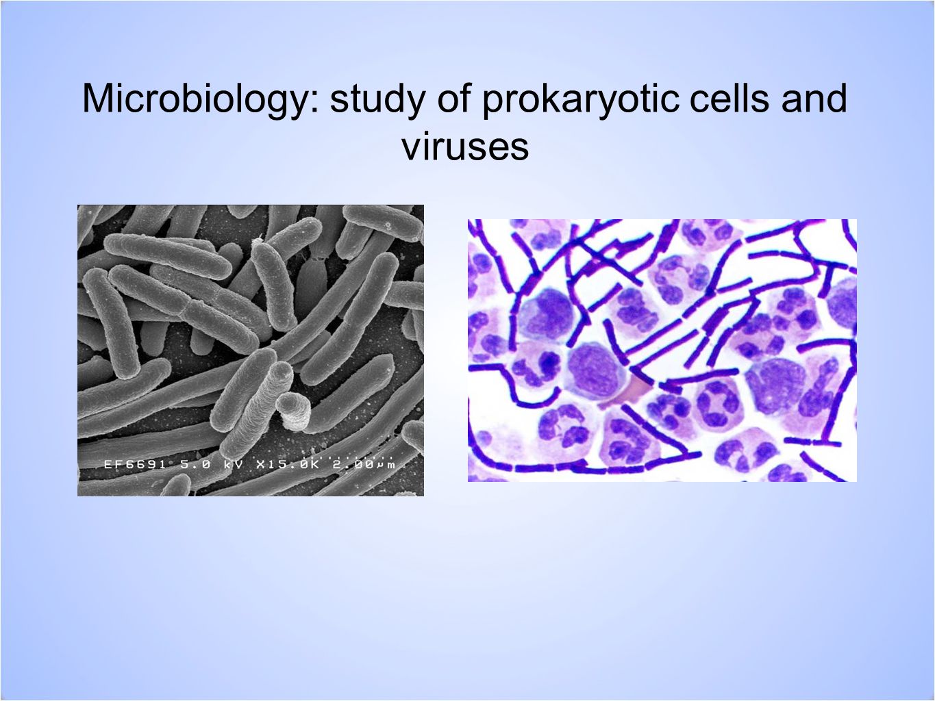 Microbiology: study of prokaryotic cells and viruses