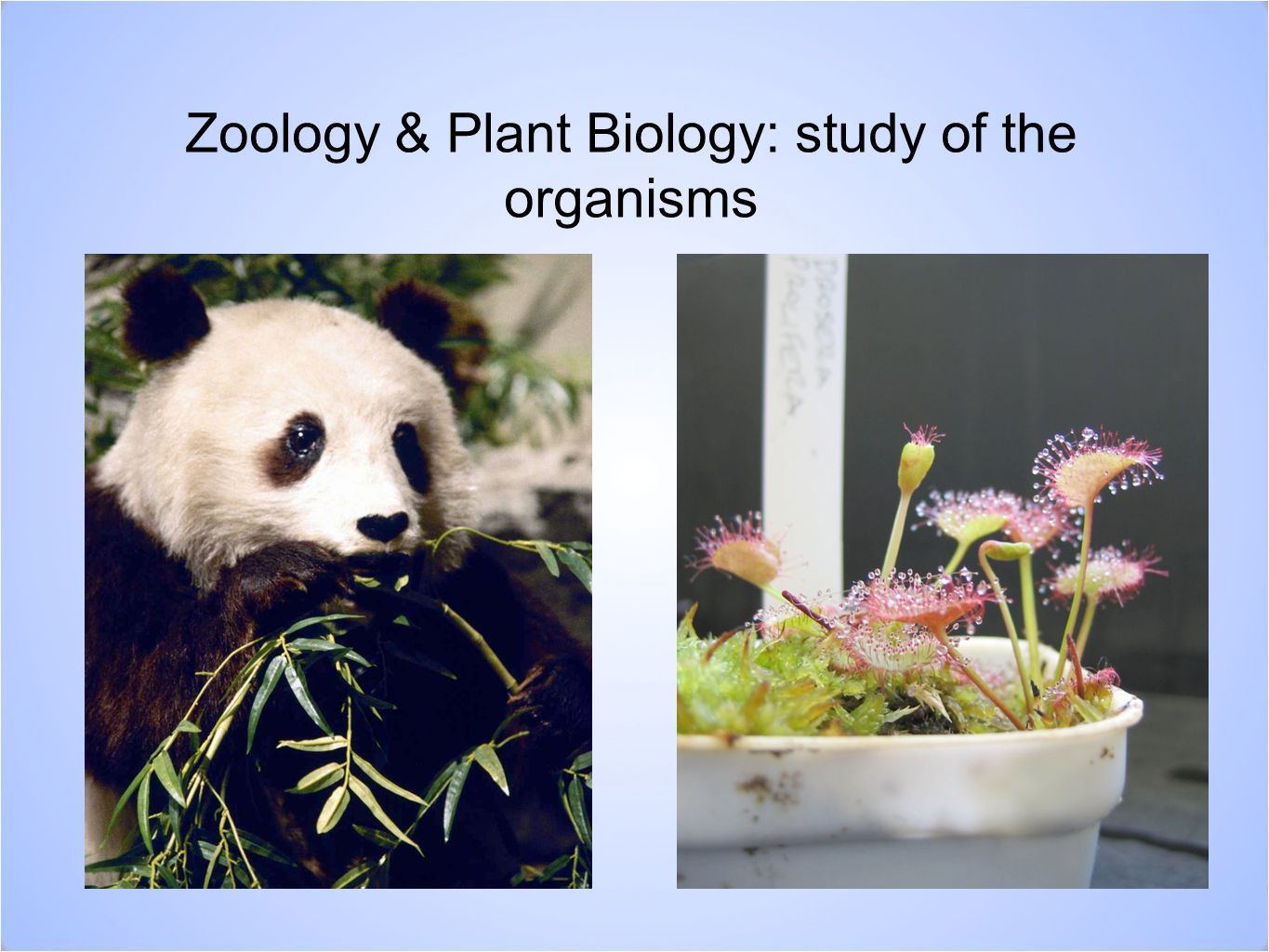 Zoology & Plant Biology: study of the organisms
