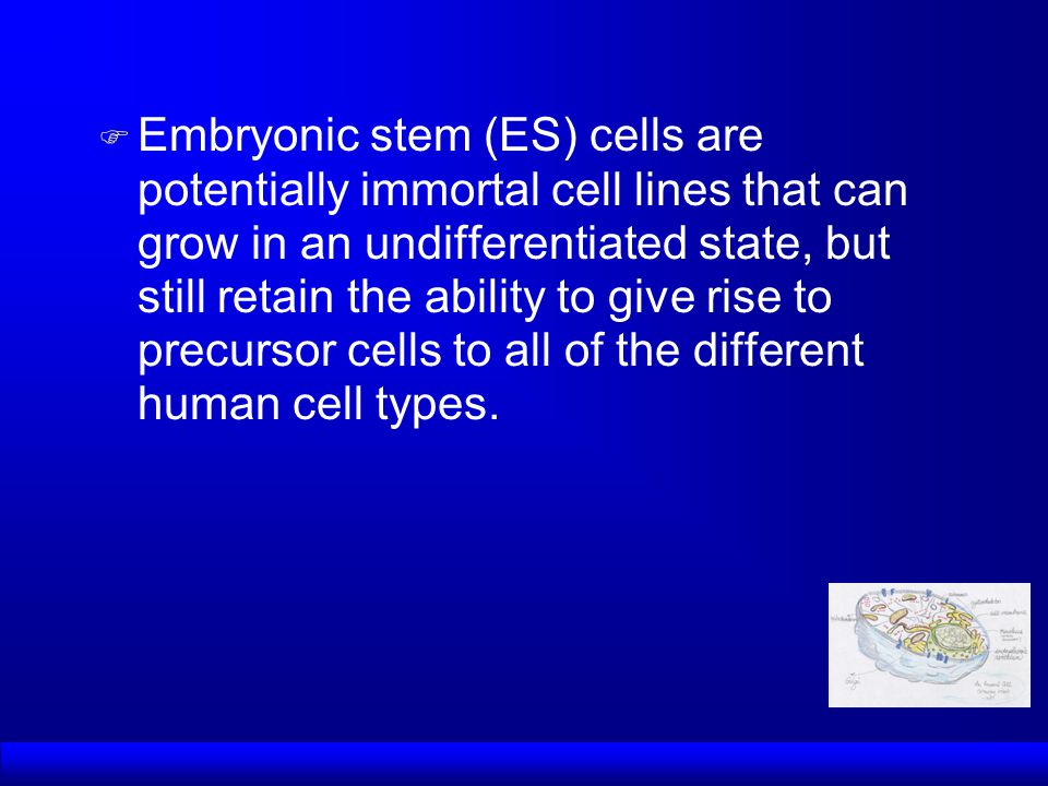Stem Cell Essay