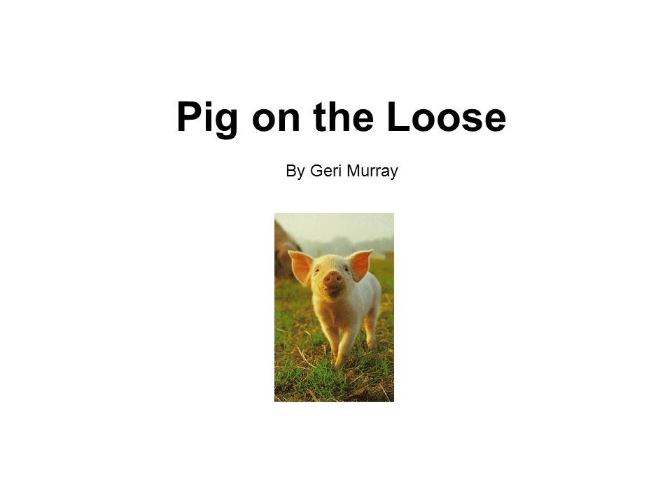 Pig on the Loose By Geri Murray