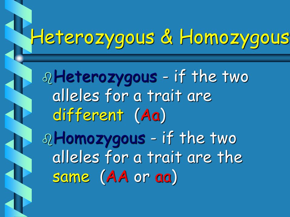 Heterozygous & Homozygous b Heterozygous - if the two alleles for a trait are different (Aa) b Homozygous - if the two alleles for a trait are the same (AA or aa)