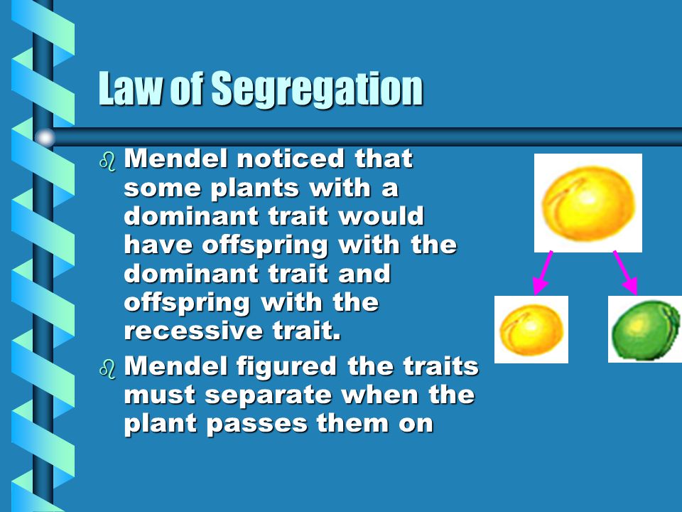 Law of Segregation b Mendel noticed that some plants with a dominant trait would have offspring with the dominant trait and offspring with the recessive trait.