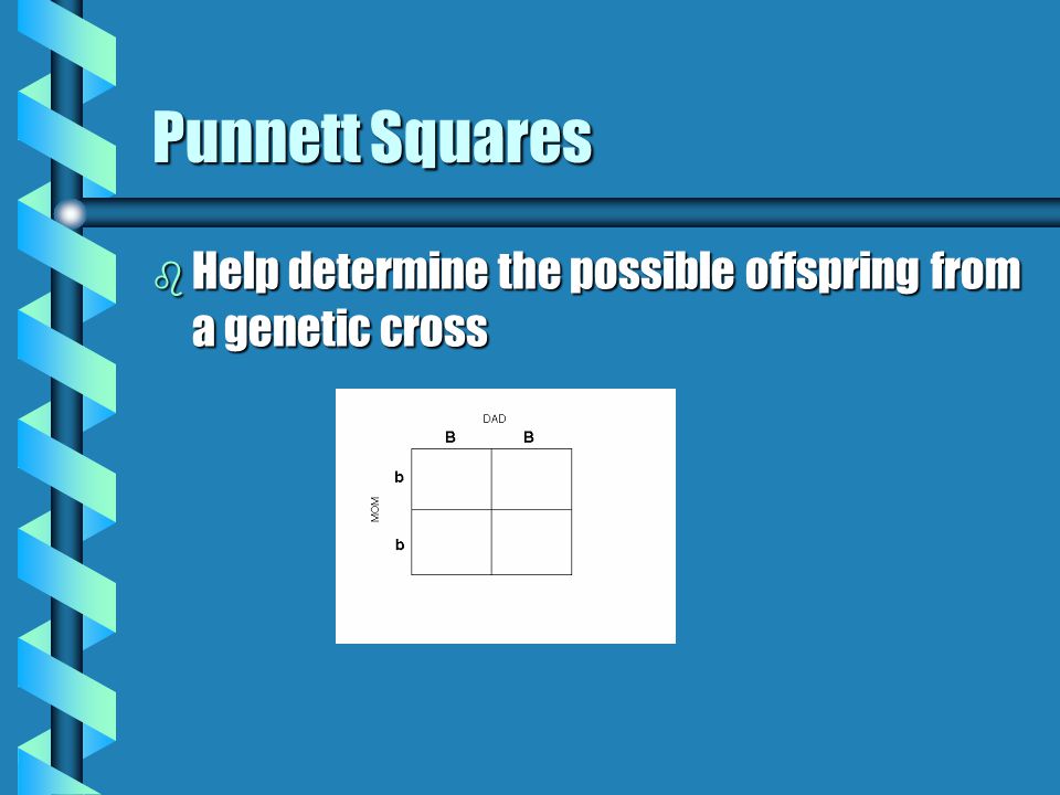 Punnett Squares b Help determine the possible offspring from a genetic cross