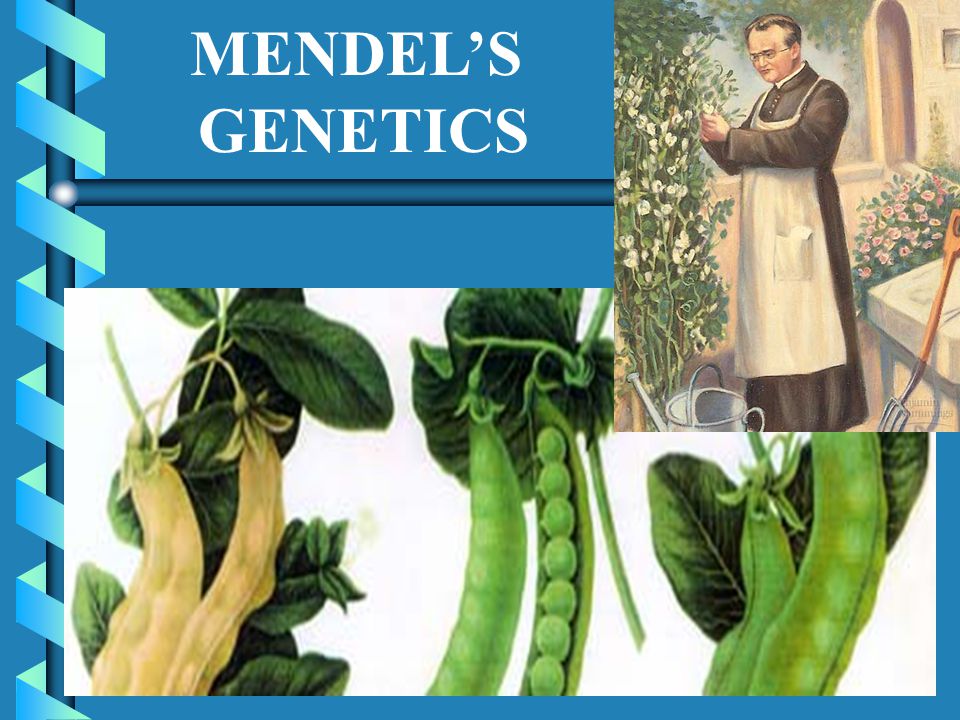 MENDEL’S GENETICS