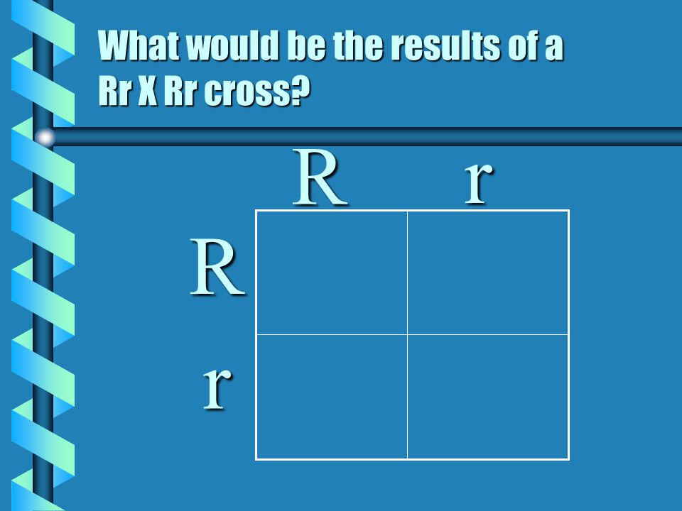 What would be the results of a Rr X Rr cross R Rrr