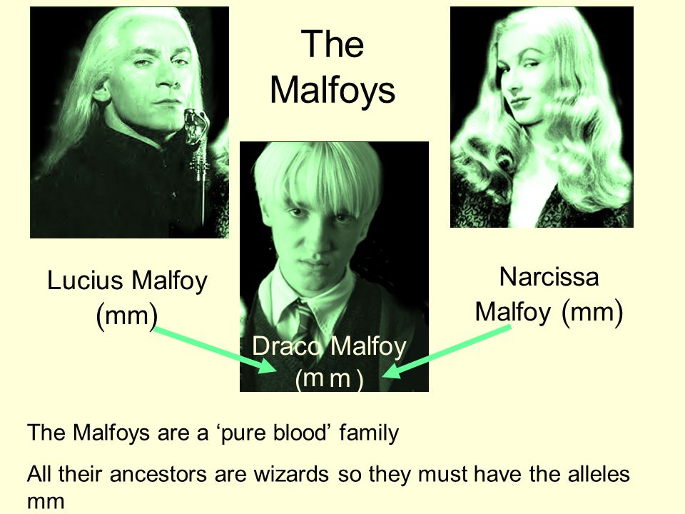 The Malfoys Lucius Malfoy ( mm ) Narcissa Malfoy ( mm ) Draco Malfoy ( ) The Malfoys are a ‘pure blood’ family All their ancestors are wizards so they must have the alleles mm m m