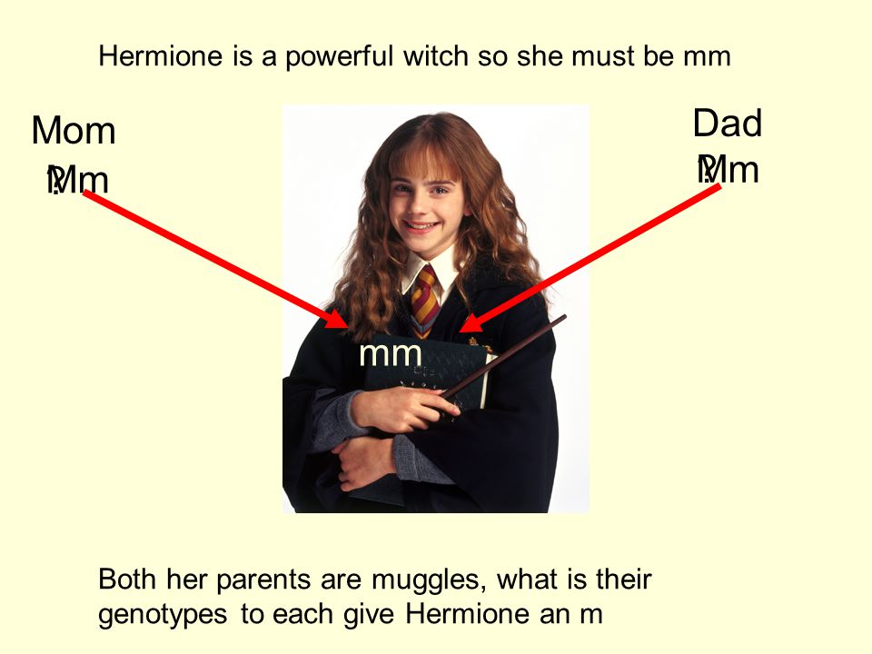 Hermione is a powerful witch so she must be mm Both her parents are muggles, what is their genotypes to each give Hermione an m Mm mm Mom Dad .