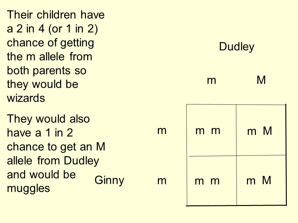 m m Ginny Mm Dudley Their children have a 2 in 4 (or 1 in 2) chance of getting the m allele from both parents so they would be wizards They would also have a 1 in 2 chance to get an M allele from Dudley and would be muggles m m m m m M m M