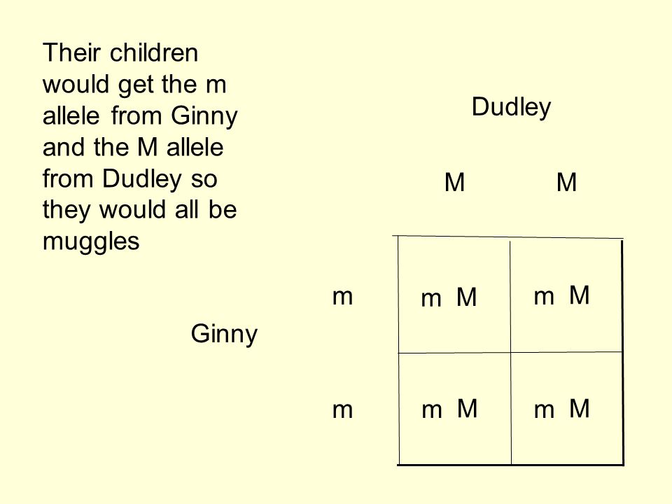 m m Ginny MM Dudley Their children would get the m allele from Ginny and the M allele from Dudley so they would all be muggles m M m M m M m M