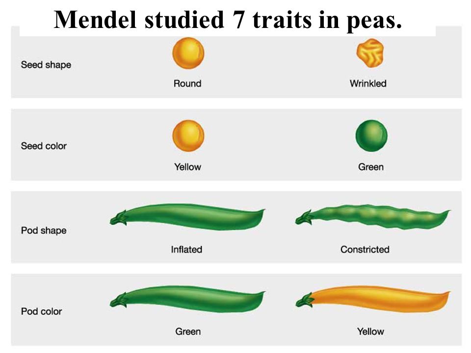 Mendel studied 7 traits in peas.