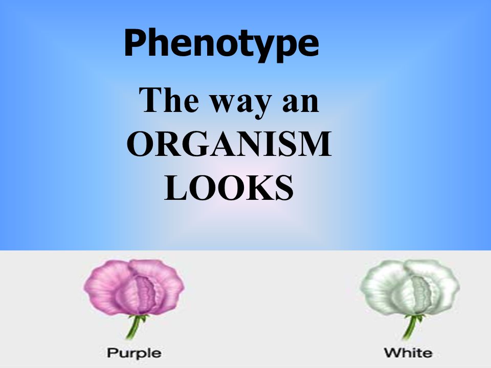Phenotype The way an ORGANISM LOOKS