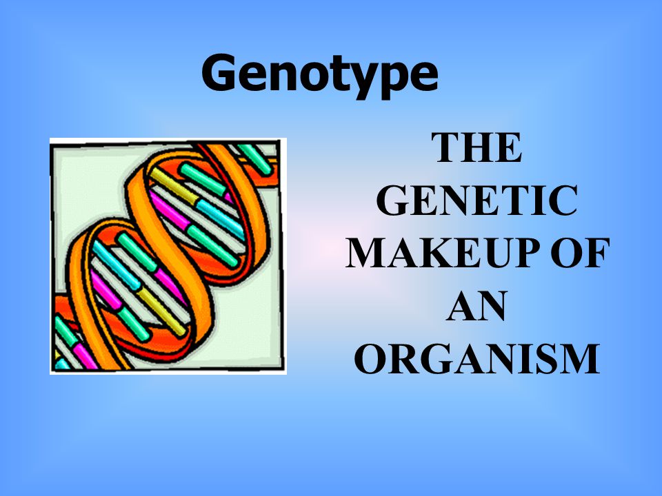 Genotype THE GENETIC MAKEUP OF AN ORGANISM