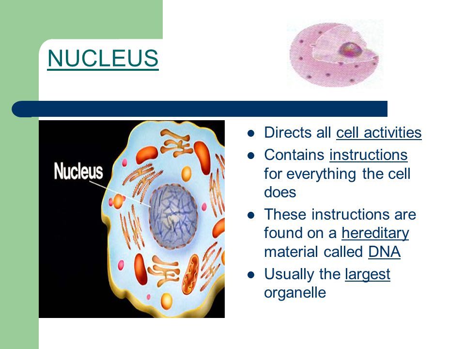 NUCLEUS Directs all cell activities Contains instructions for everything the cell does These instructions are found on a hereditary material called DNA Usually the largest organelle