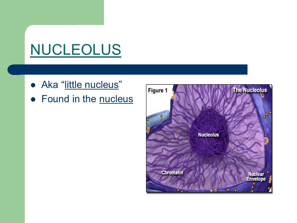 NUCLEOLUS Aka little nucleus Found in the nucleus