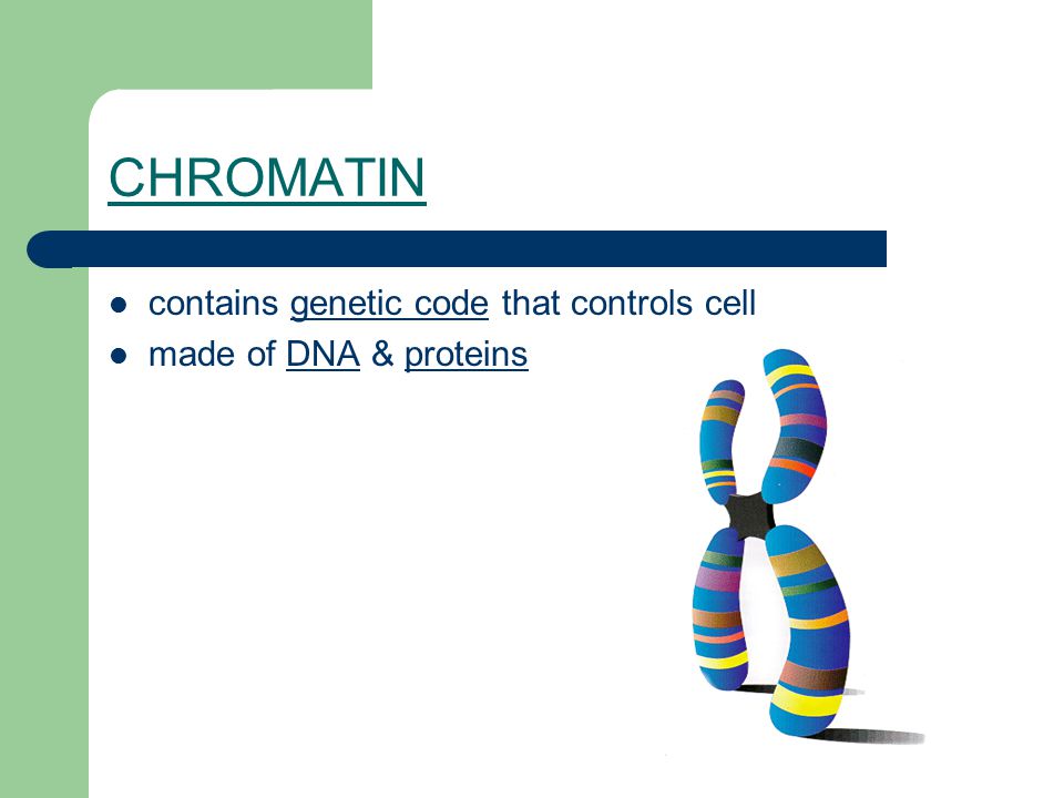 CHROMATIN contains genetic code that controls cell made of DNA & proteins