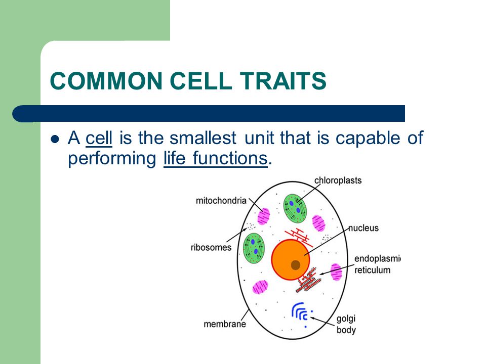 COMMON CELL TRAITS A cell is the smallest unit that is capable of performing life functions.