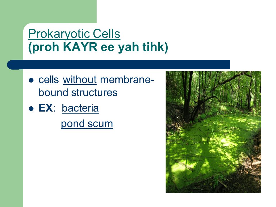 Prokaryotic Cells (proh KAYR ee yah tihk) cells without membrane- bound structures EX: bacteria pond scum