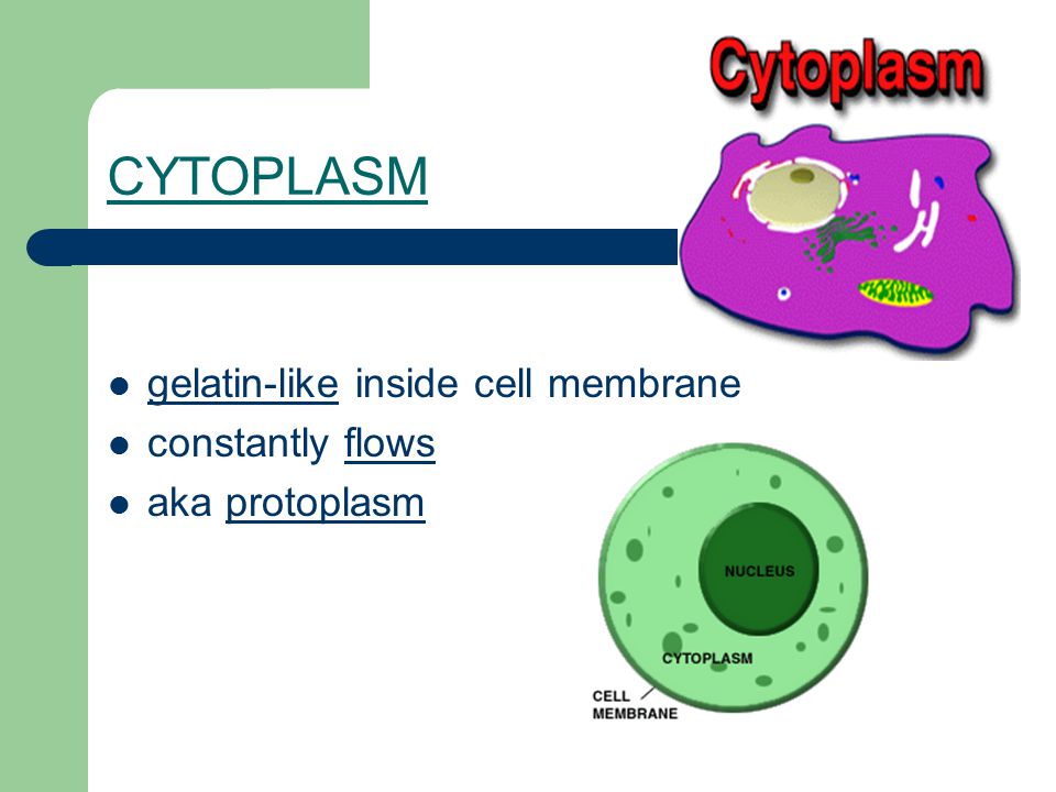 CYTOPLASM gelatin-like inside cell membrane constantly flows aka protoplasm