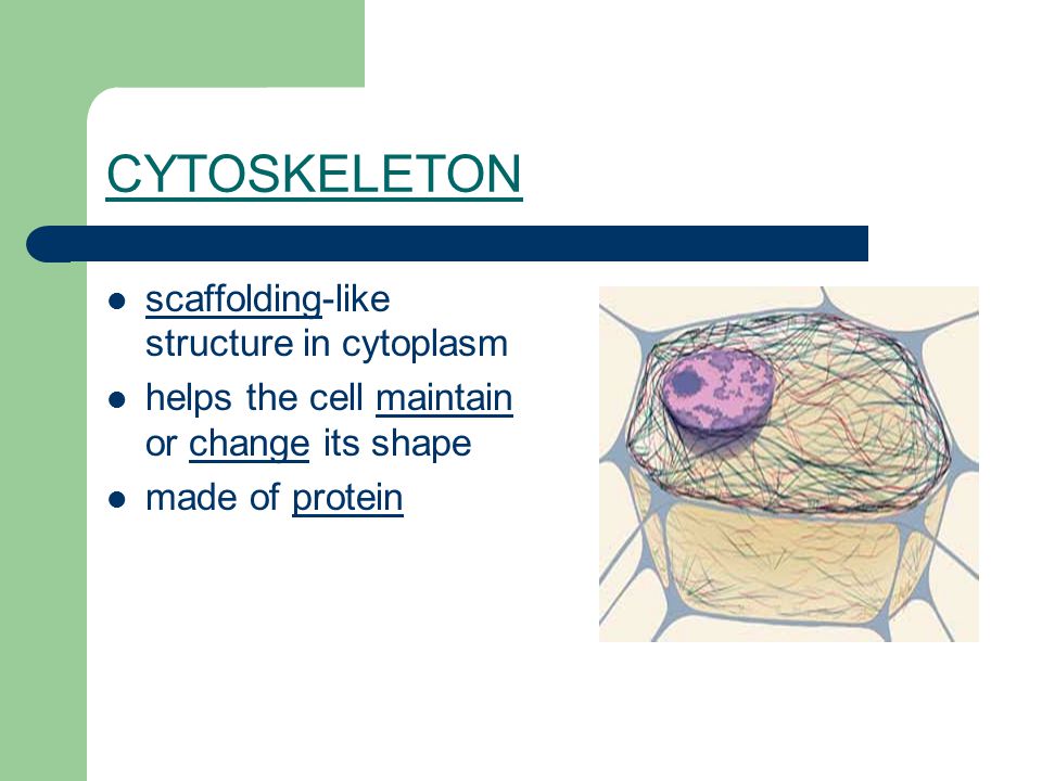CYTOSKELETON scaffolding-like structure in cytoplasm helps the cell maintain or change its shape made of protein