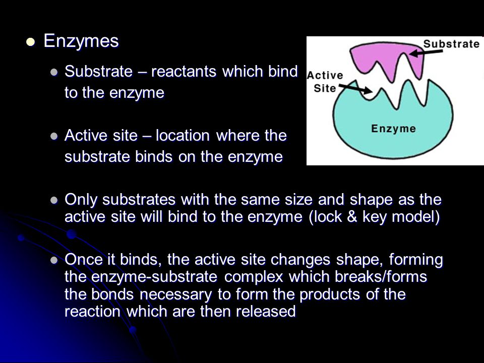 Enzymes Enzymes Substrate – reactants which bind Substrate – reactants which bind to the enzyme Active site – location where the Active site – location where the substrate binds on the enzyme Only substrates with the same size and shape as the active site will bind to the enzyme (lock & key model) Only substrates with the same size and shape as the active site will bind to the enzyme (lock & key model) Once it binds, the active site changes shape, forming the enzyme-substrate complex which breaks/forms the bonds necessary to form the products of the reaction which are then released Once it binds, the active site changes shape, forming the enzyme-substrate complex which breaks/forms the bonds necessary to form the products of the reaction which are then released