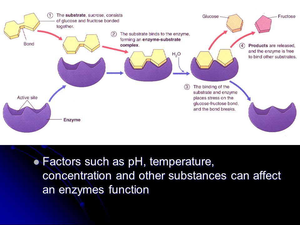 Factors such as pH, temperature, concentration and other substances can affect an enzymes function Factors such as pH, temperature, concentration and other substances can affect an enzymes function