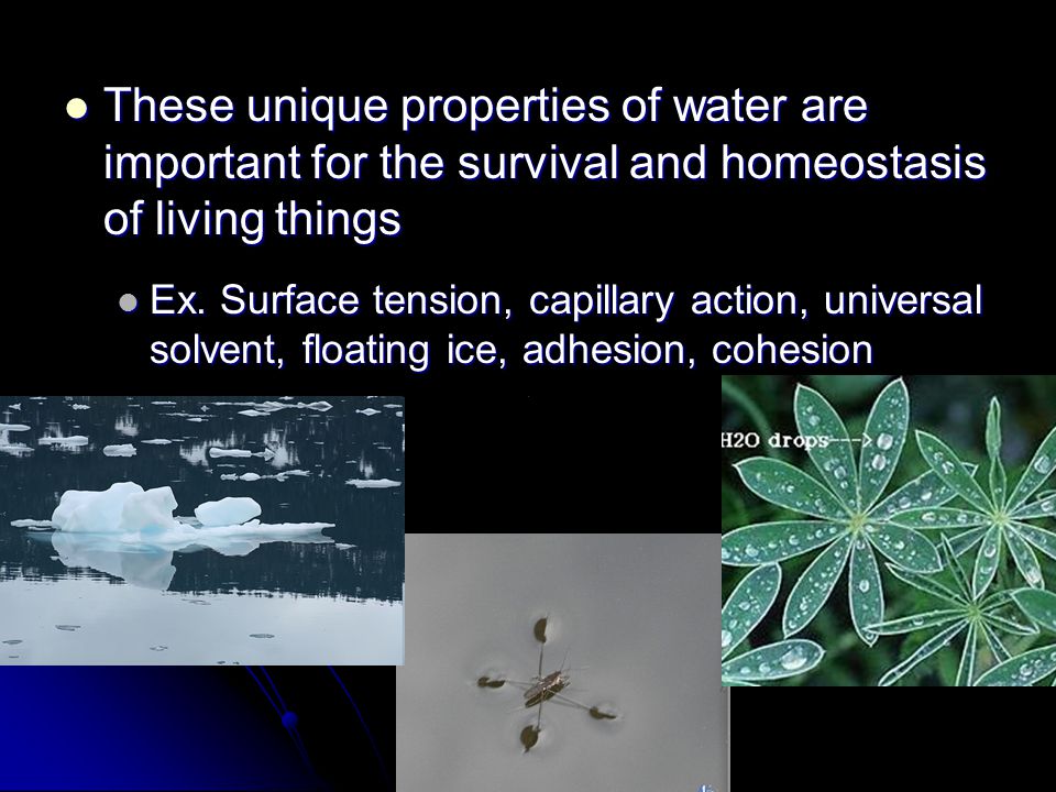 These unique properties of water are important for the survival and homeostasis of living things These unique properties of water are important for the survival and homeostasis of living things Ex.