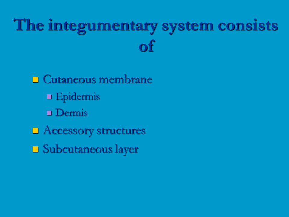 Cutaneous membrane Cutaneous membrane Epidermis Epidermis Dermis Dermis Accessory structures Accessory structures Subcutaneous layer Subcutaneous layer The integumentary system consists of