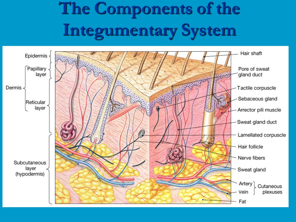 The Components of the Integumentary System