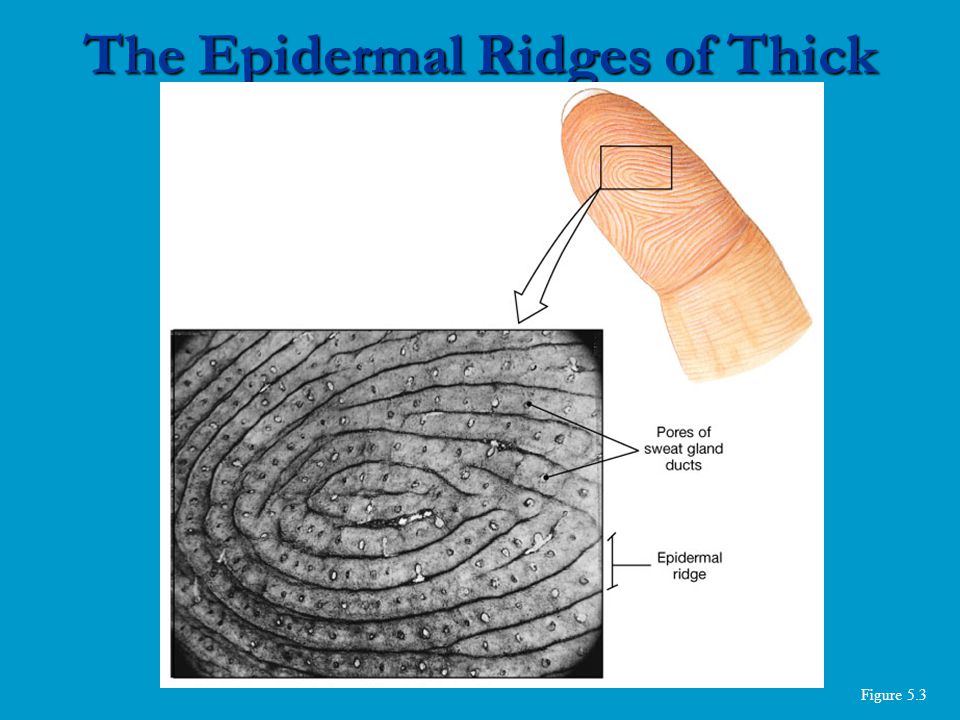 Figure 5.3 The Epidermal Ridges of Thick Skin