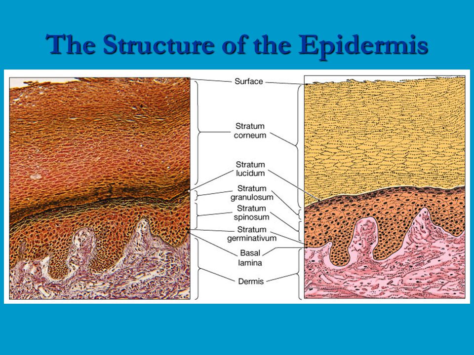 The Structure of the Epidermis