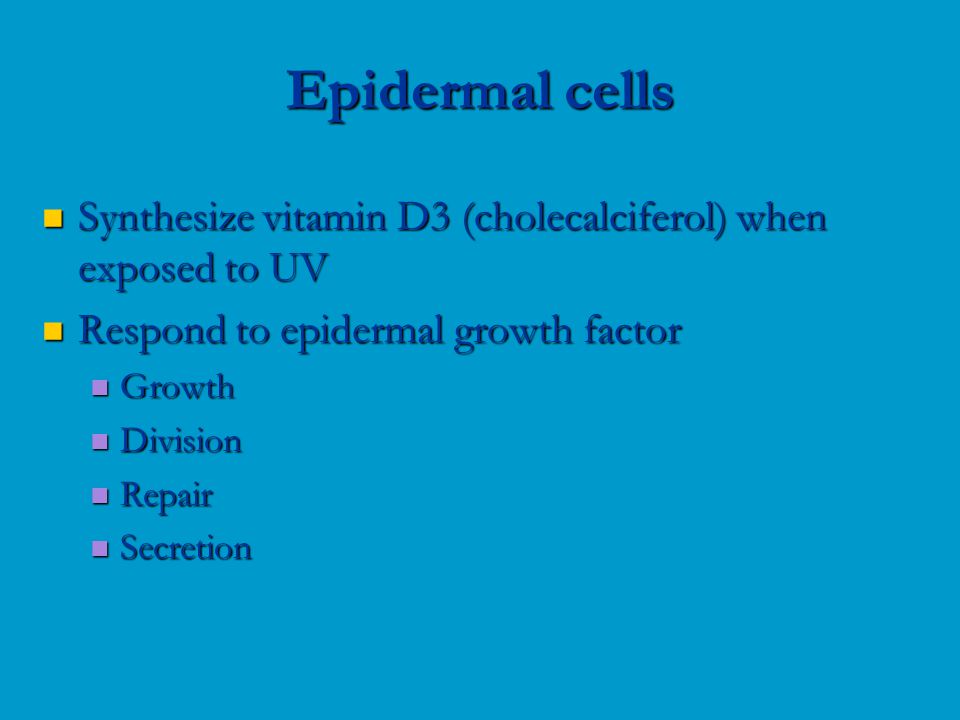 Synthesize vitamin D3 (cholecalciferol) when exposed to UV Synthesize vitamin D3 (cholecalciferol) when exposed to UV Respond to epidermal growth factor Respond to epidermal growth factor Growth Growth Division Division Repair Repair Secretion Secretion Epidermal cells