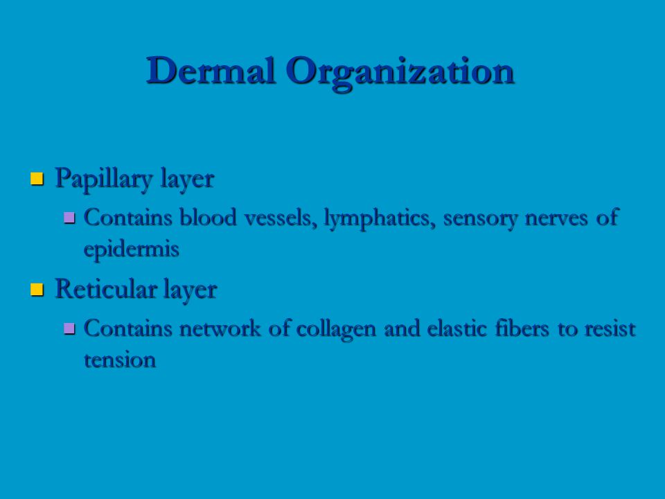 Papillary layer Papillary layer Contains blood vessels, lymphatics, sensory nerves of epidermis Contains blood vessels, lymphatics, sensory nerves of epidermis Reticular layer Reticular layer Contains network of collagen and elastic fibers to resist tension Contains network of collagen and elastic fibers to resist tension Dermal Organization