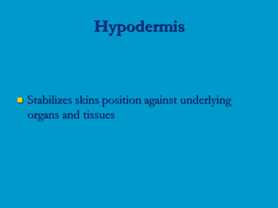 Stabilizes skins position against underlying organs and tissues Stabilizes skins position against underlying organs and tissues Hypodermis