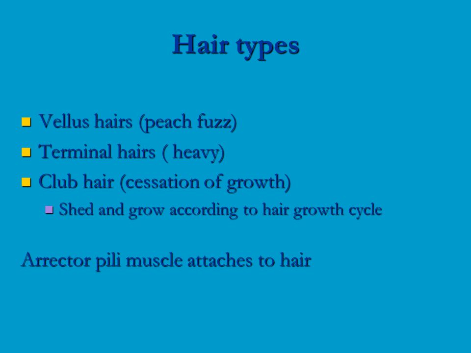 Vellus hairs (peach fuzz) Vellus hairs (peach fuzz) Terminal hairs ( heavy) Terminal hairs ( heavy) Club hair (cessation of growth) Club hair (cessation of growth) Shed and grow according to hair growth cycle Shed and grow according to hair growth cycle Arrector pili muscle attaches to hair Hair types