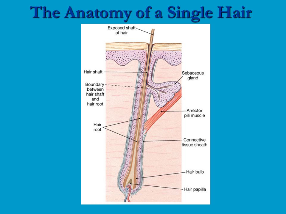 The Anatomy of a Single Hair