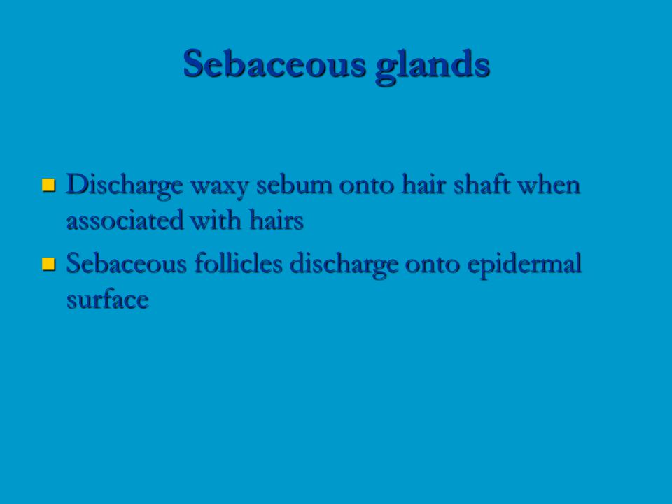 Discharge waxy sebum onto hair shaft when associated with hairs Discharge waxy sebum onto hair shaft when associated with hairs Sebaceous follicles discharge onto epidermal surface Sebaceous follicles discharge onto epidermal surface Sebaceous glands