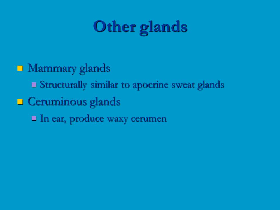 Mammary glands Mammary glands Structurally similar to apocrine sweat glands Structurally similar to apocrine sweat glands Ceruminous glands Ceruminous glands In ear, produce waxy cerumen In ear, produce waxy cerumen Other glands